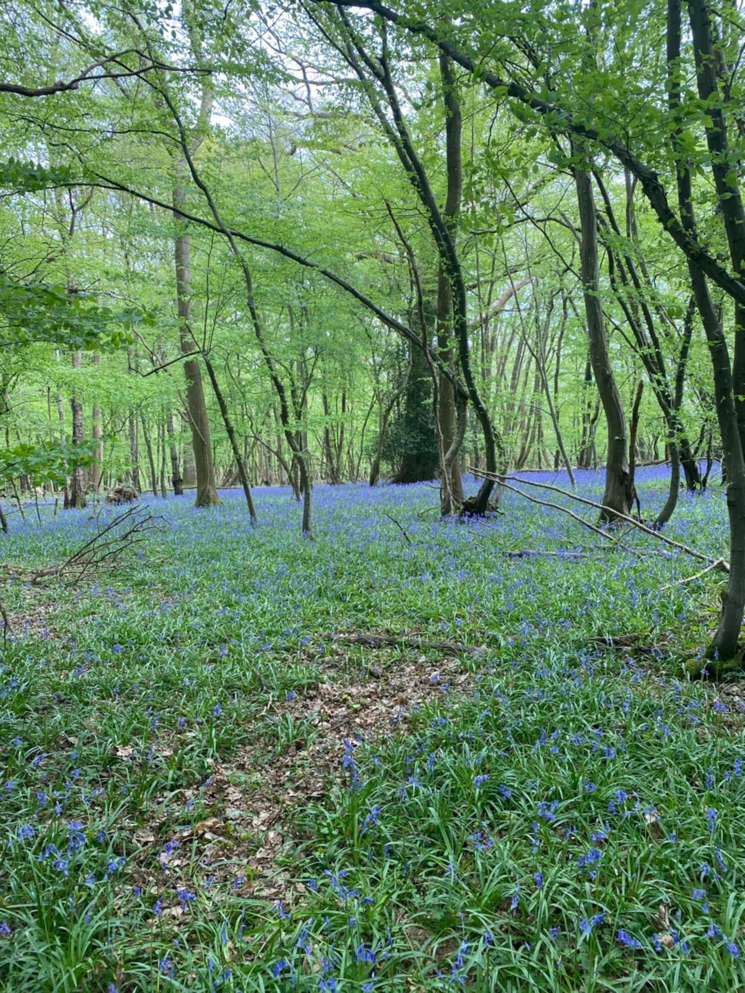 Pooks Rest Hurst Green (East Sussex)